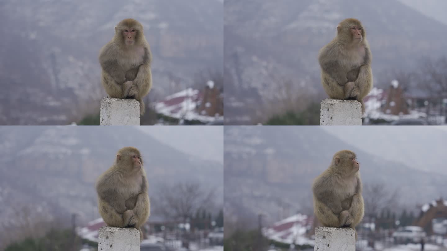 【4k HDR 100帧】猕猴