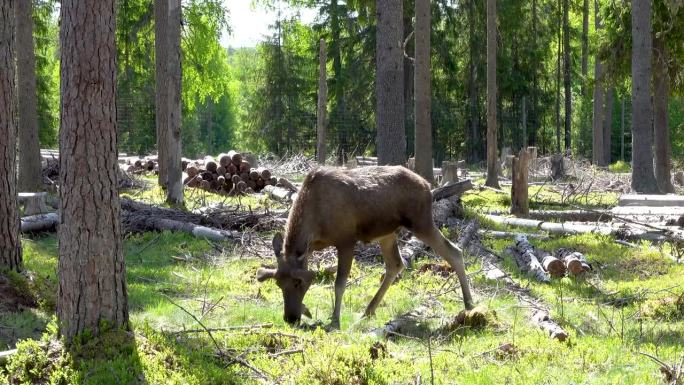 森林之王，一只瑞典驼鹿走过一片松树林