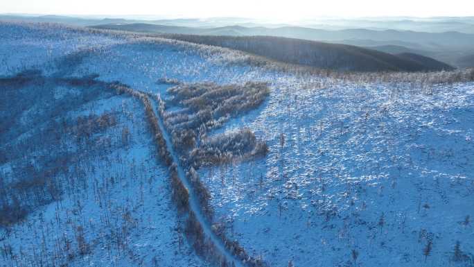 大兴安岭冬季雪松美景