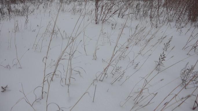 升格拍摄踏雪而行在雪地上行走雪地荒野