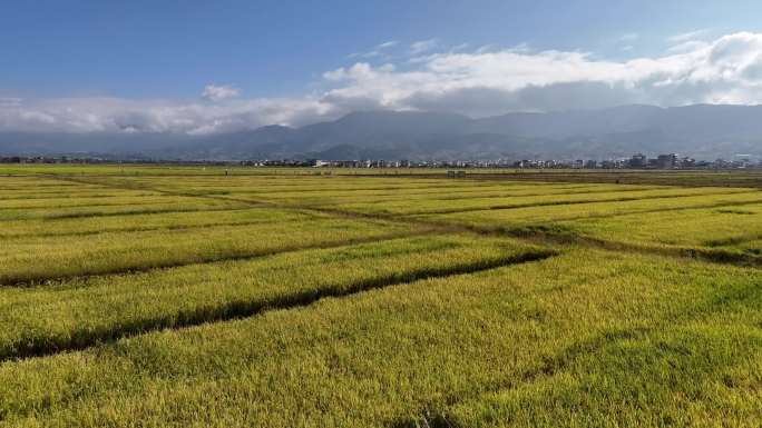 【4K】稻田航拍 成熟水稻 农业