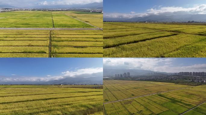 【4K】稻田航拍 成熟水稻 农业