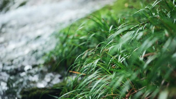 熊本县菊地峡的原始山涧