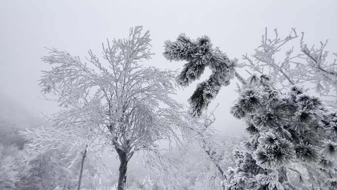 冬天雾凇雪景，大山里的冬天，寒冷冬季