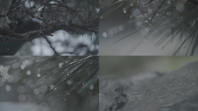 氛围意境雨天特写石头松树水滴