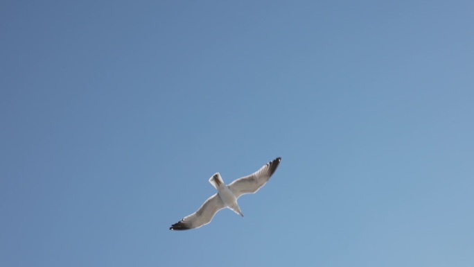 SLO MO海鸥在晴朗的蓝天上优雅地飞翔