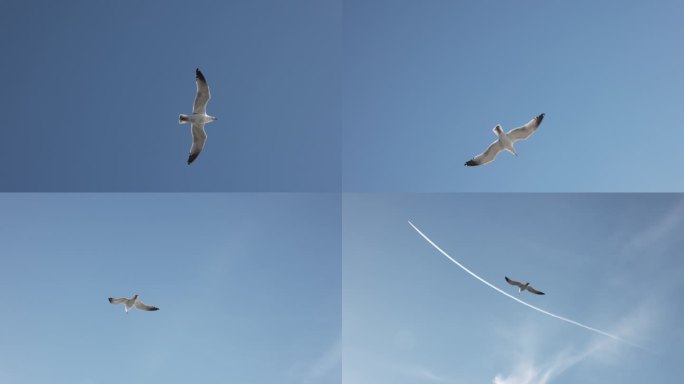 SLO MO海鸥在晴朗的蓝天上优雅地飞翔
