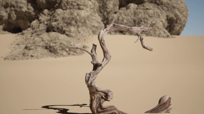 沙漠中的一棵枯树枯树