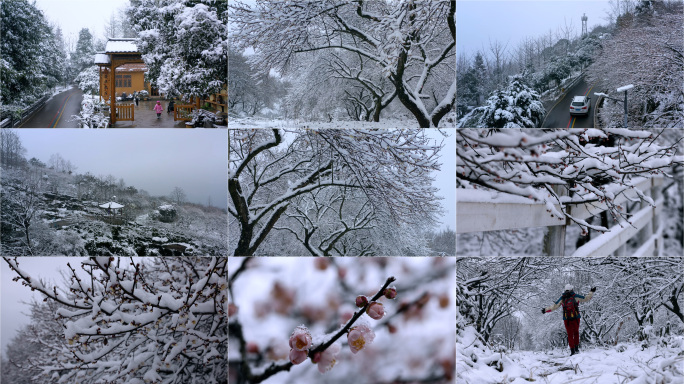 雪中梅花 下雪 雪景 雪中徒步行走