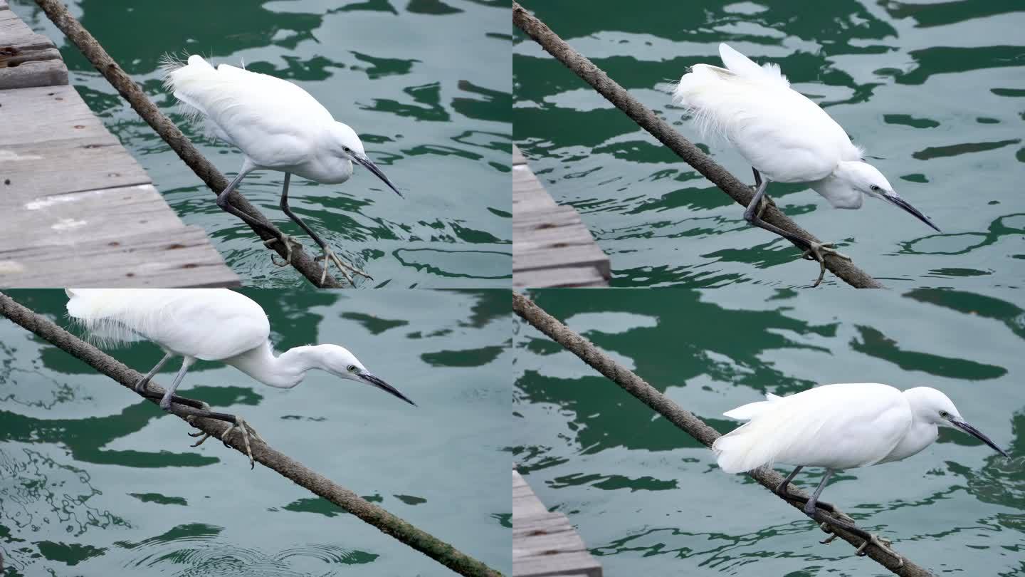 渔港码头的白鹭海鸟在觅食4K