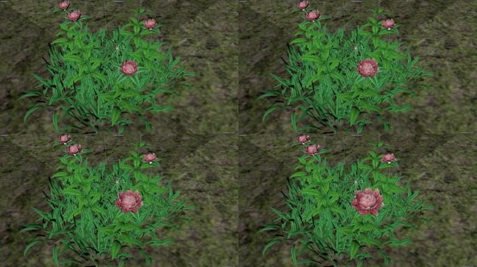 牡丹花