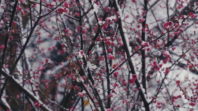 雪中红梅腊梅14