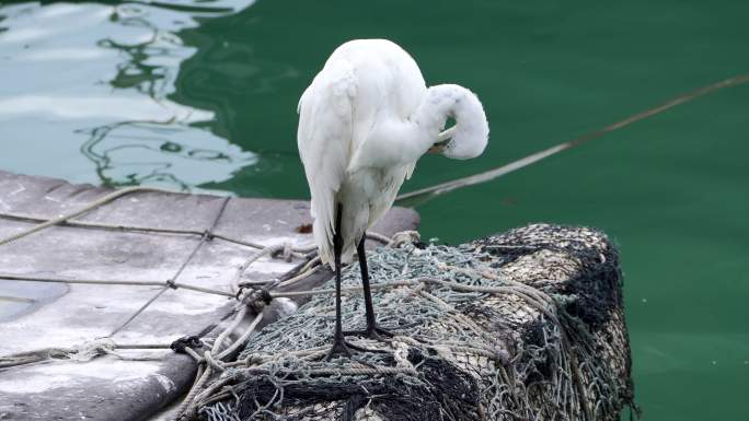 渔港码头的白鹭海鸟在觅食4K