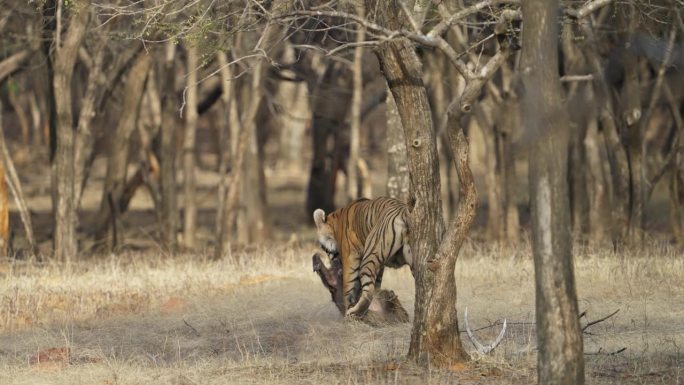 一只野生皇家孟加拉雌虎或底格里斯虎正在追捕野猪并拖着猎物