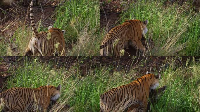 一只野生皇家孟加拉雌虎或底格里斯虎正在追捕野猪并拖着猎物