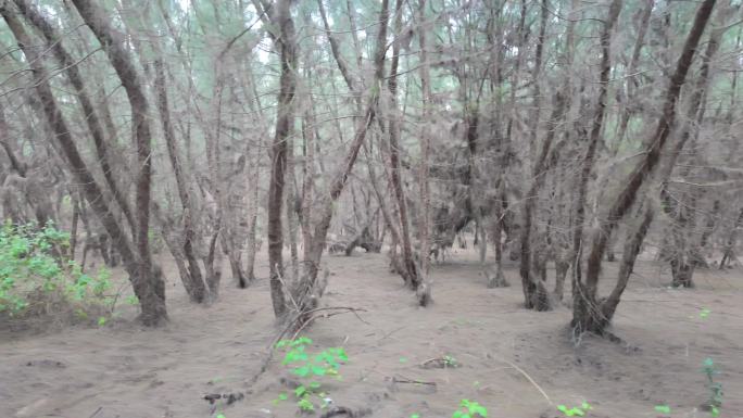 木麻黄树林