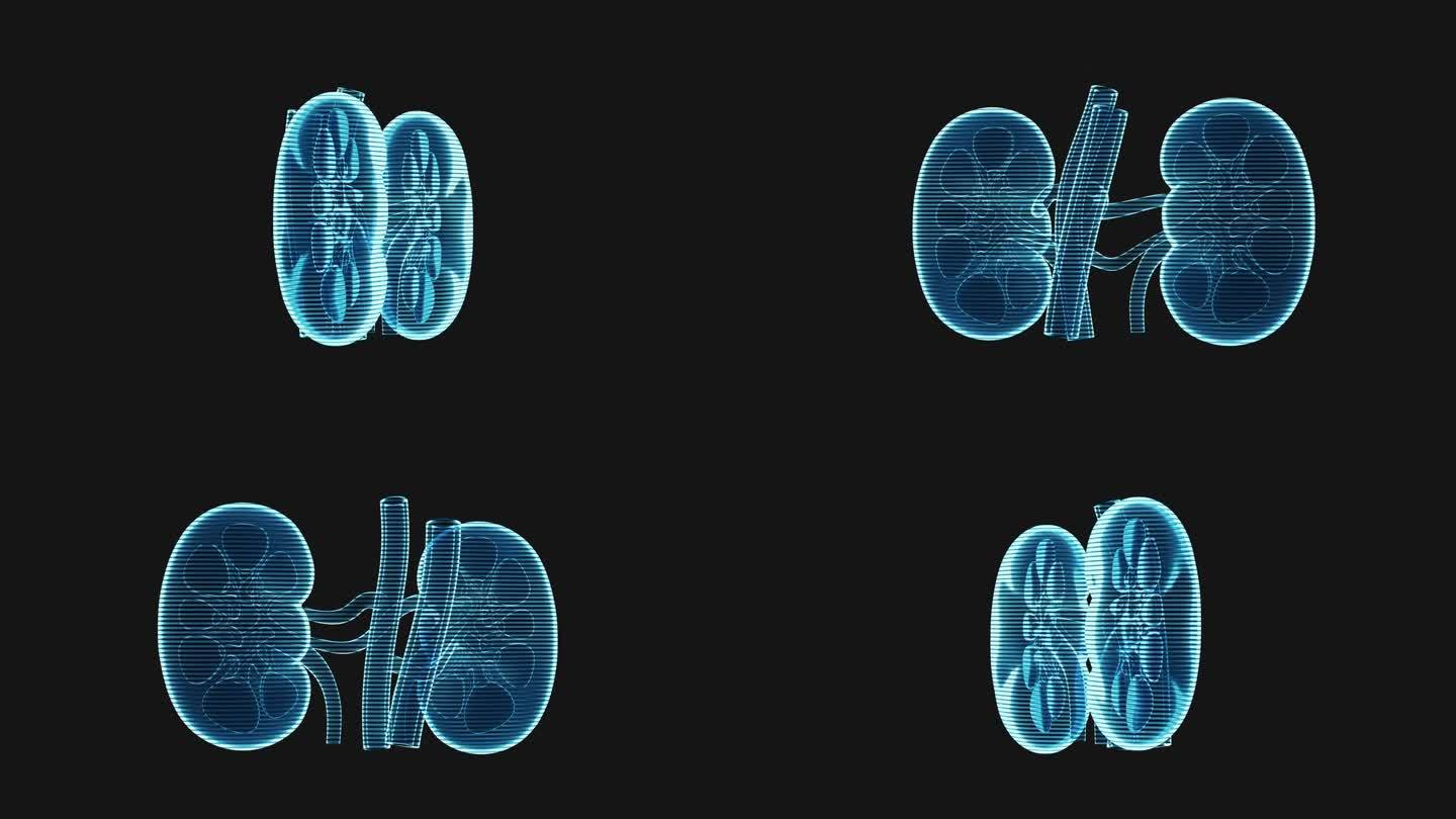 肾脏具有全息图像效果，3d渲染。