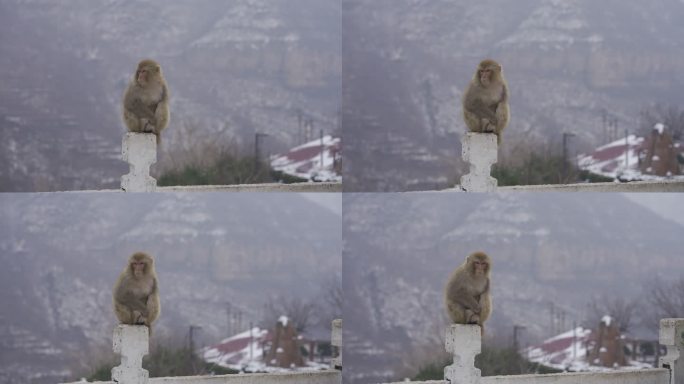 【4k HDR 100帧】猕猴