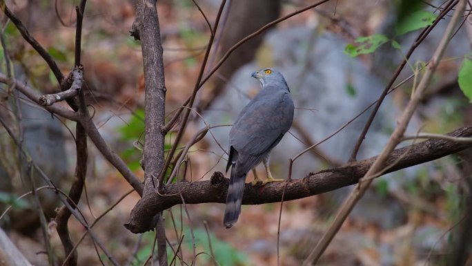 泰国，凤头苍鹰Accipiter trivirgatus，下午从背上看到它在树枝上休息，转过头来寻找