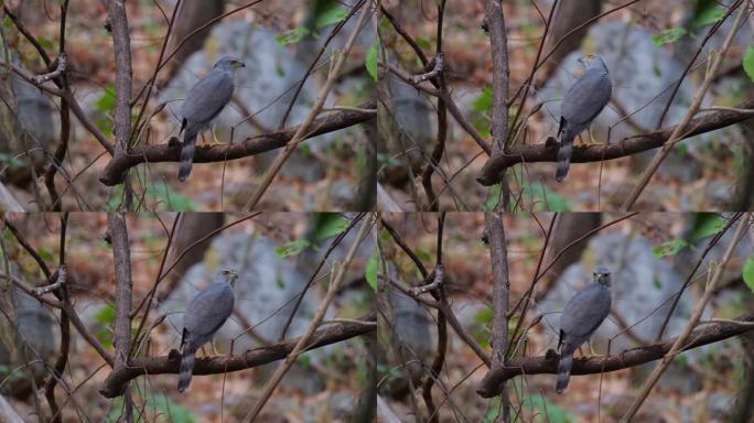 泰国，凤头苍鹰Accipiter trivirgatus，下午从背上看到它在树枝上休息，转过头来寻找