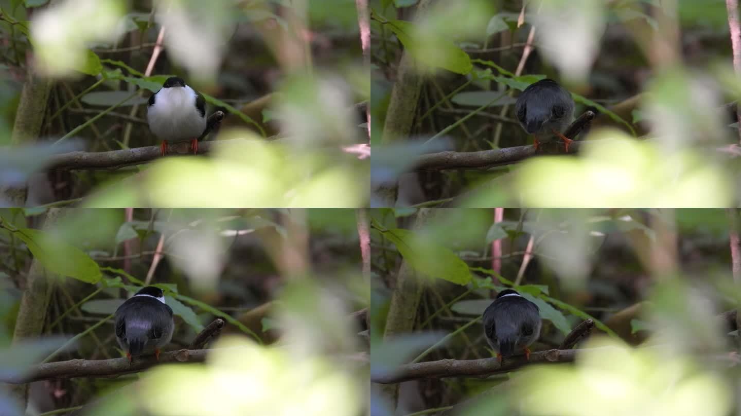 哥伦比亚泰罗纳国家公园，一只白胡子侏儒鸟在茂密的树叶中小心翼翼地栖息着