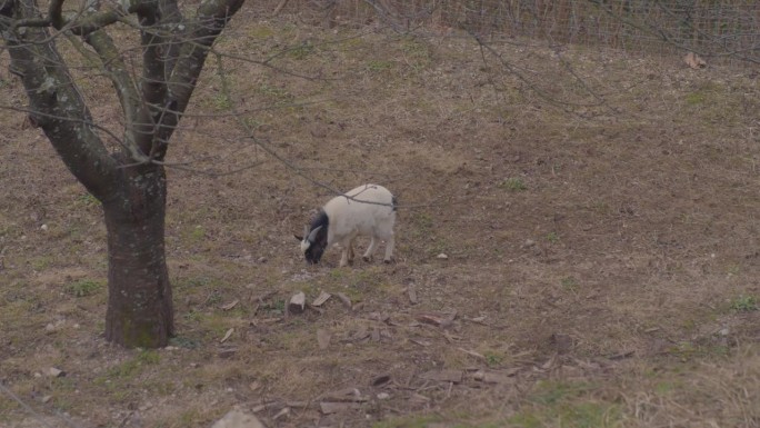 小山羊在田野上奔跑