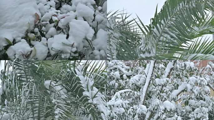 暴风雪摇摆的树枝，挂满雪花