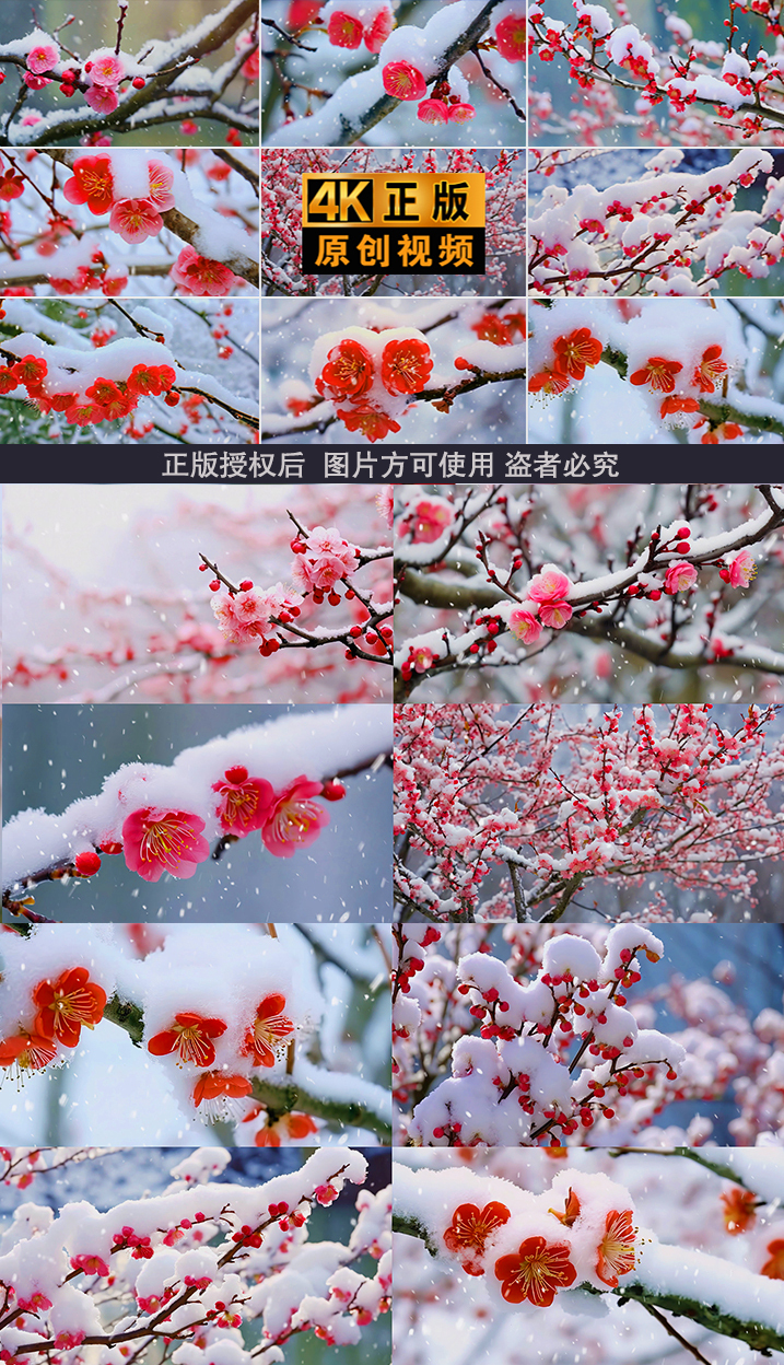 雪下雪雪花雪景梅花冬季冬天