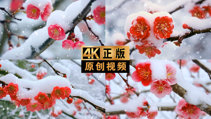 雪下雪雪花雪景梅花冬季冬天