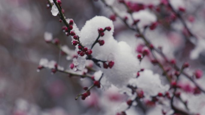 雪中红梅腊梅16