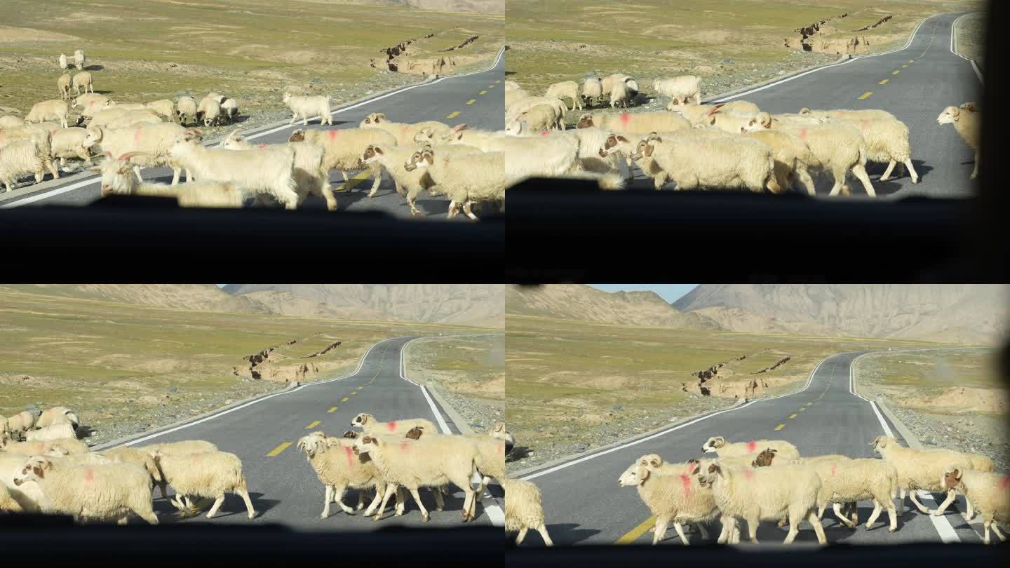 自然保护区过马路的羊群