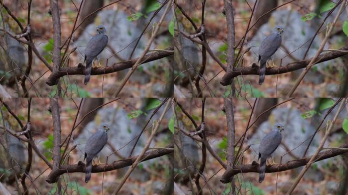 泰国，凤头苍鹰Accipiter trivirgatus栖息在干燥的森林里的一根树枝上，从它的背部看