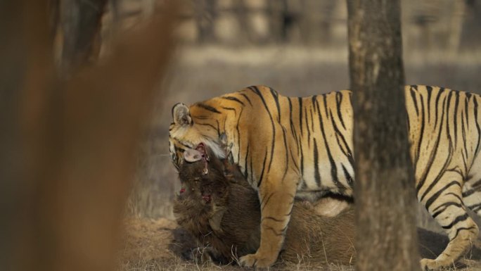 一只野生皇家孟加拉雌虎或底格里斯虎正在追捕野猪并拖着猎物