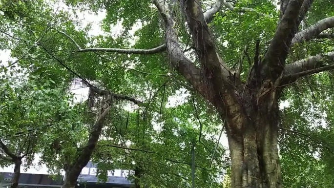 下雨天诗意禅境 雨生百谷清新空气湿润雨季