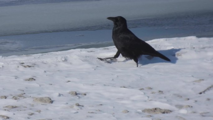 一只乌鸦在岸边冰雪上行走_1