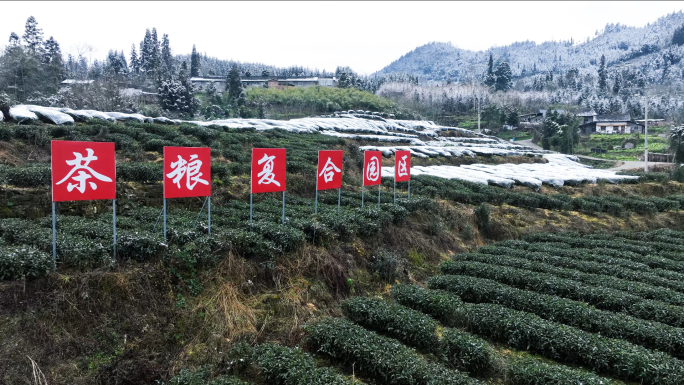 高山茶园茶粮复合园冬季茶树覆膜保温