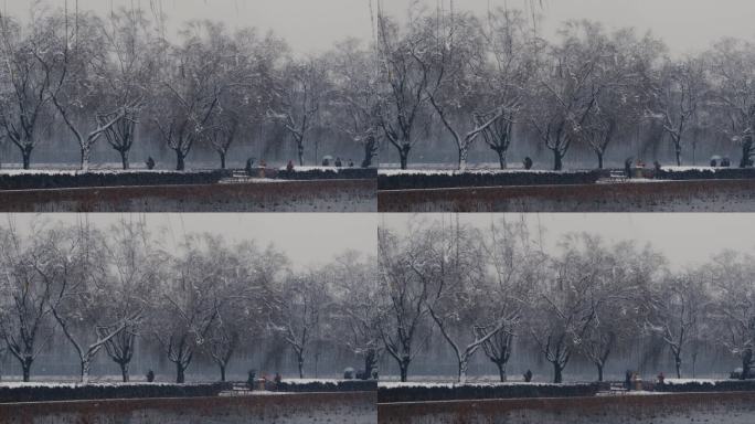 大雪中的柳树与荷塘02