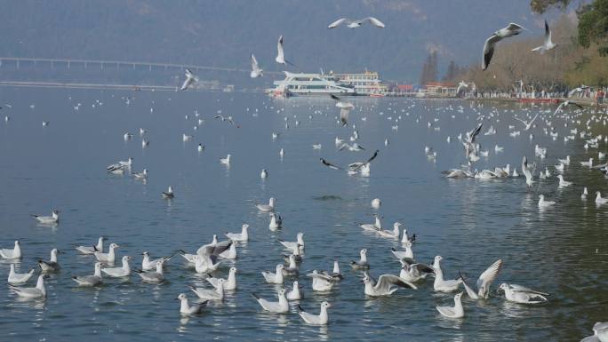 昆明冬天旅游滇池飞舞的海鸥