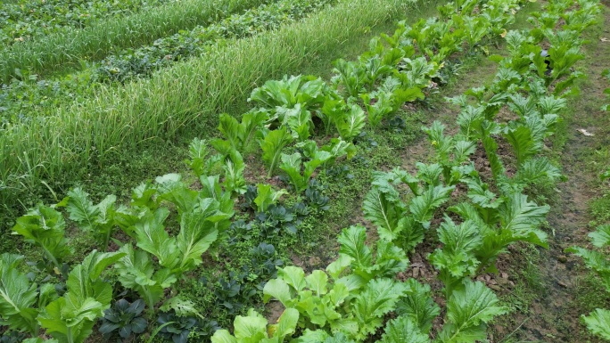 农村菜地有机蔬菜