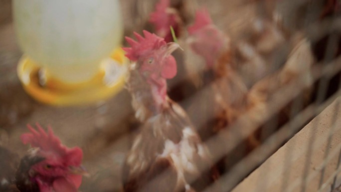 鸡在谷仓里吃东西的特写镜头。