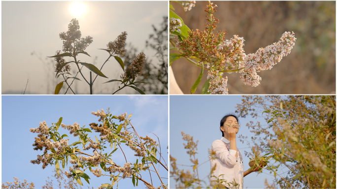 密蒙花 植物图鉴 天然染料 特写花朵