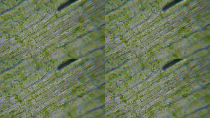 显微镜下运动细胞叶绿体。叶绿素细胞分裂。叶片植物的细胞结构。显微镜下叶绿体运动的叶片光合作用。病毒感