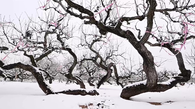 雪天梨园古树