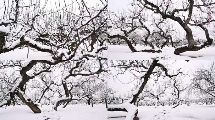 雪天梨园古树