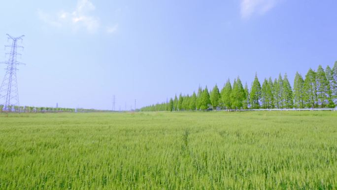 田野树林草坪唯美夏日阳光清新安静空镜