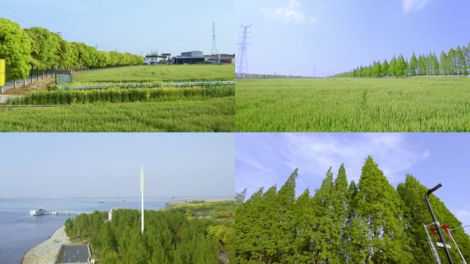 田野树林草坪唯美夏日阳光清新安静空镜