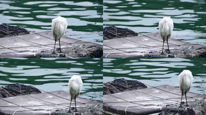 渔港码头的白鹭海鸟在觅食4K
