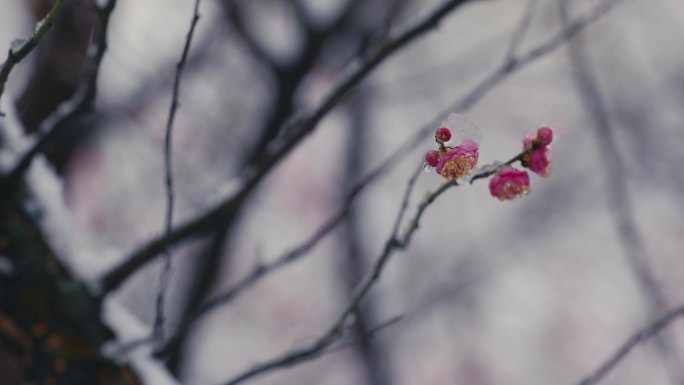 雪中红梅腊梅10