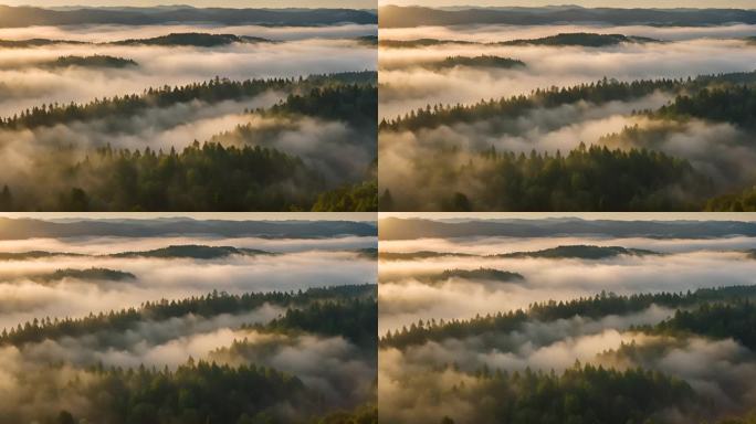 森林云雾延时大自然流水风景树林日出