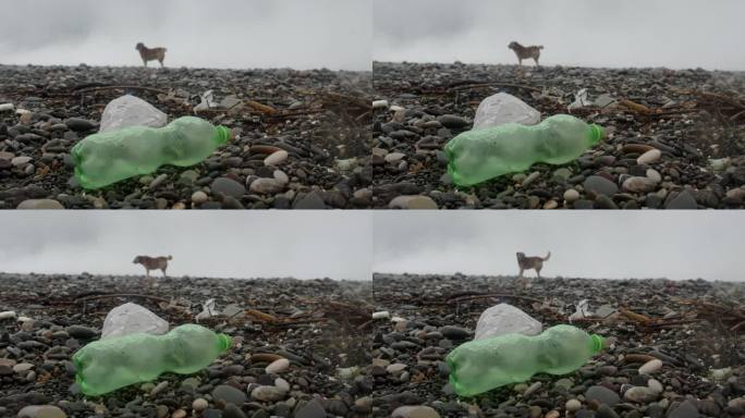 沙滩上的塑料瓶等垃圾在雾、湿、雪、雨的天气里和狗一起奔跑。塑料污染、垃圾和生态问题的危机观念。